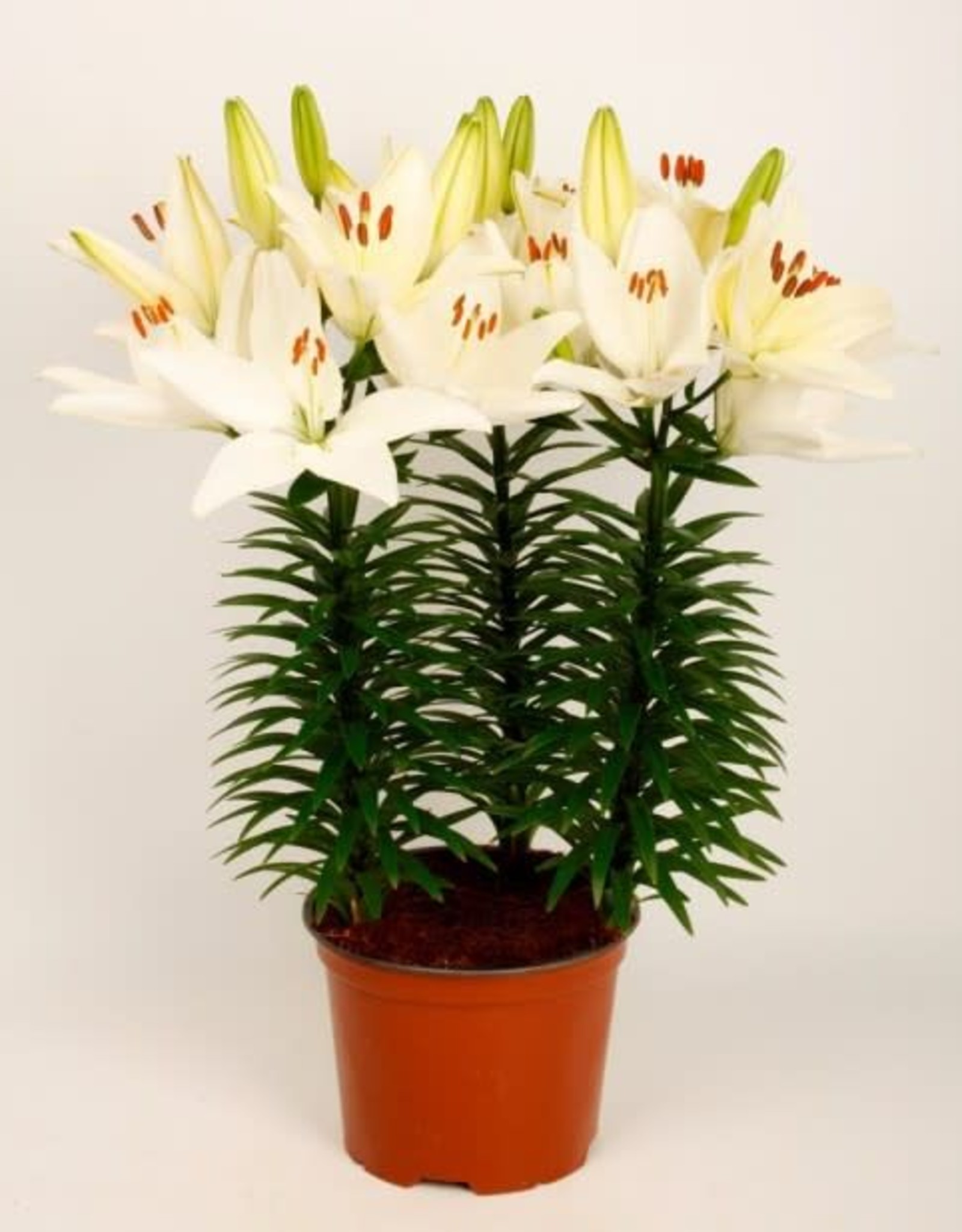 Asiatic Pot Lily TINY CRYSTAL White 1 pot Wagon Wheel