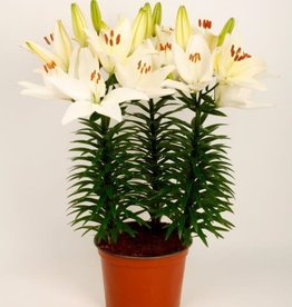 Zabo Lilium Asiatic Pot Lily TINY CRYSTAL White #1 pot