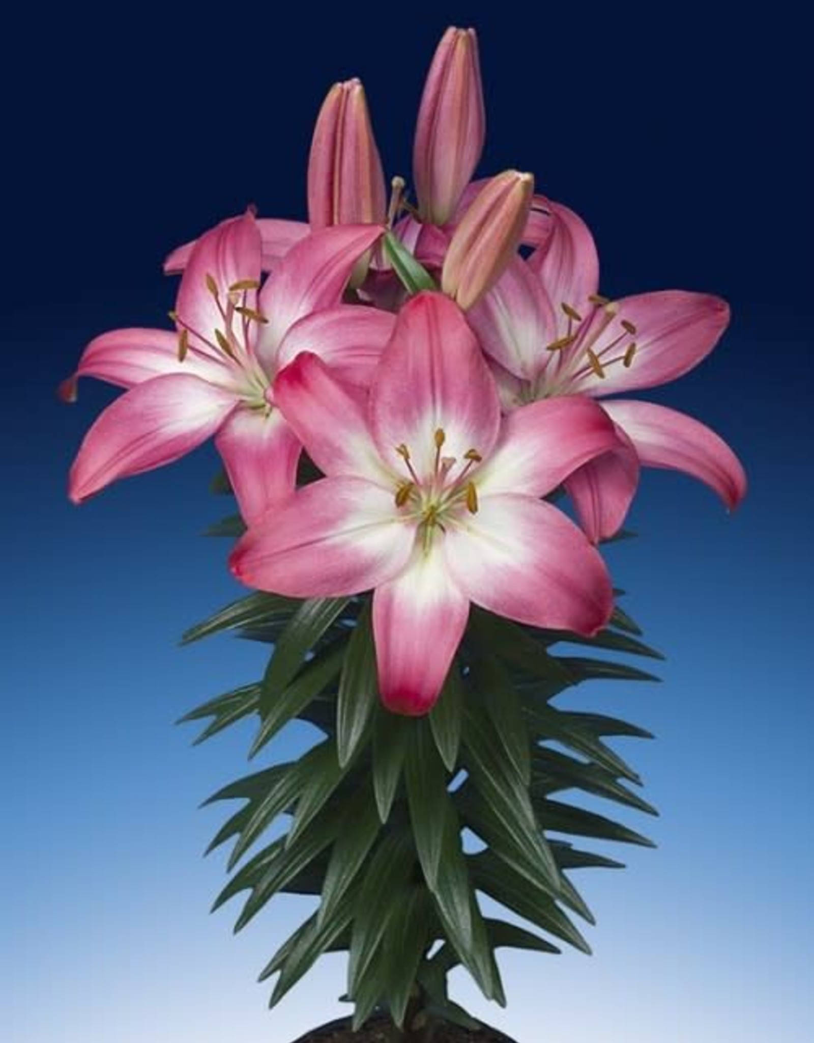 Zabo Lilium Asiatic Pot Lily TINY DIAMOND Pink/White #1 pot