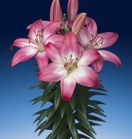 Zabo Lilium Asiatic Pot Lily TINY DIAMOND Pink/White #1 pot