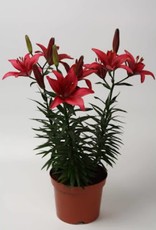 Zabo Lilium Asiatic Pot Lily TINY GHOST Red #1 pot