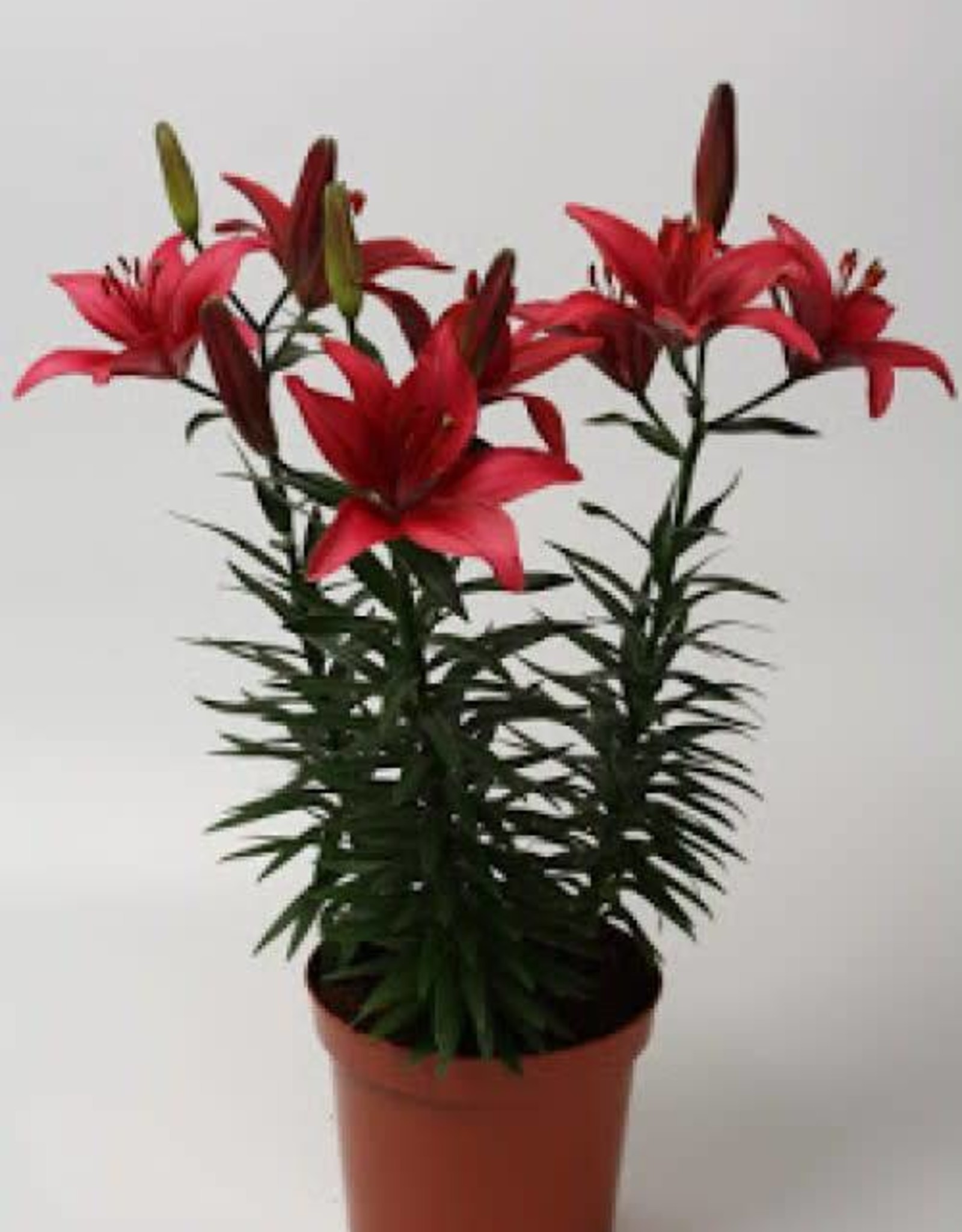 Zabo Lilium Asiatic Pot Lily TINY GHOST Red #1 pot