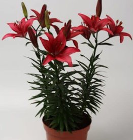 Zabo Lilium Asiatic Pot Lily TINY GHOST Red #1 pot