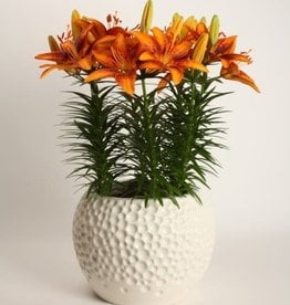 Asiatic Pot Lily TINY ORANGE SENSATION Orange/Red #1 pot