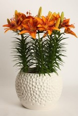 Zabo Lilium Asiatic Pot Lily TINY PARROT Yellow/Red #1 pot