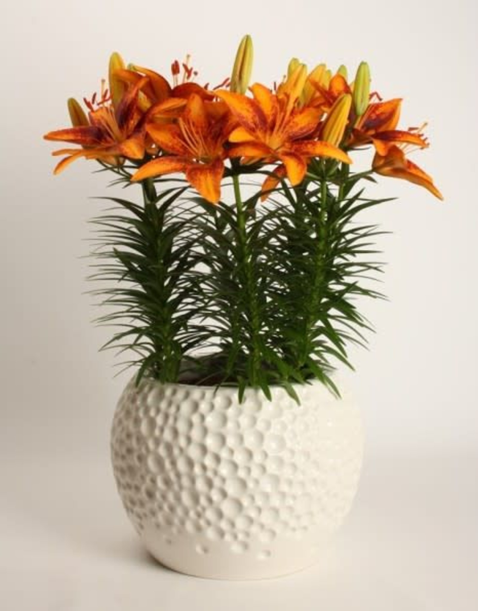 Zabo Lilium Asiatic Pot Lily TINY PARROT Yellow/Red #1 pot