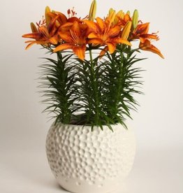 Zabo Lilium Asiatic Pot Lily TINY PARROT Yellow/Red #1 pot