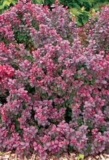 Sester Farms Berberis thunbergii 'Concorde'-Concorde Barberry  #2 Shrub