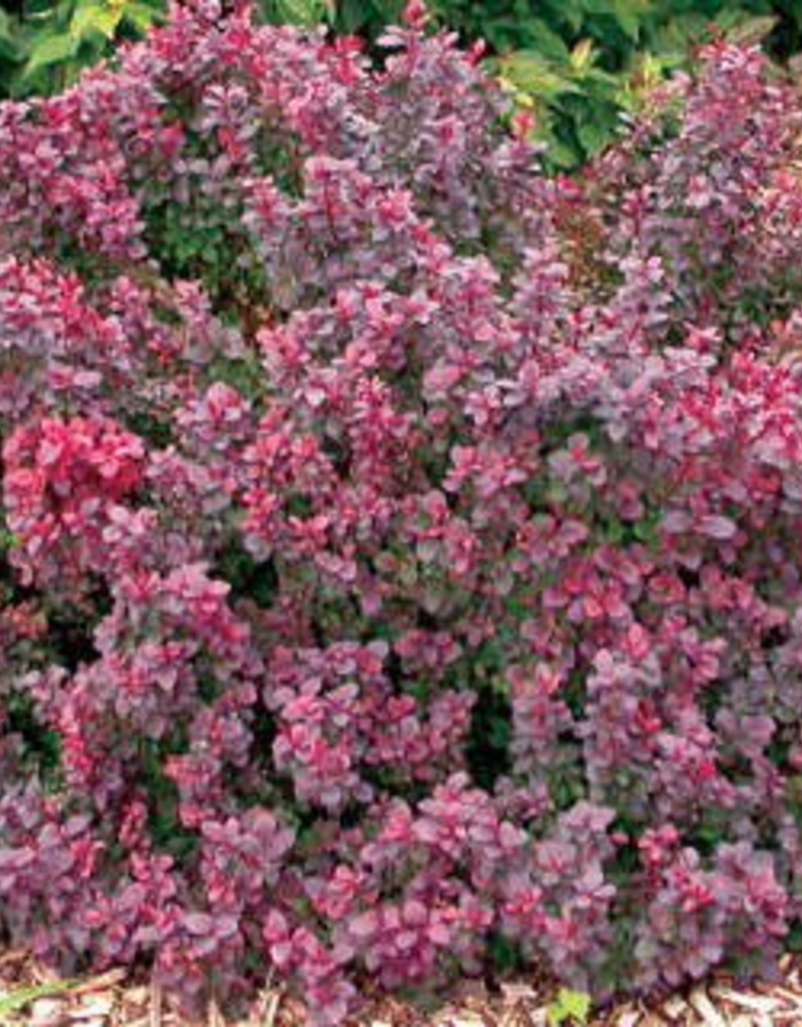 Sester Farms Berberis thunbergii 'Concorde'-Concorde Barberry  #2 Shrub