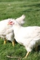 Dunlap Cornish Cross SR 5-01-26