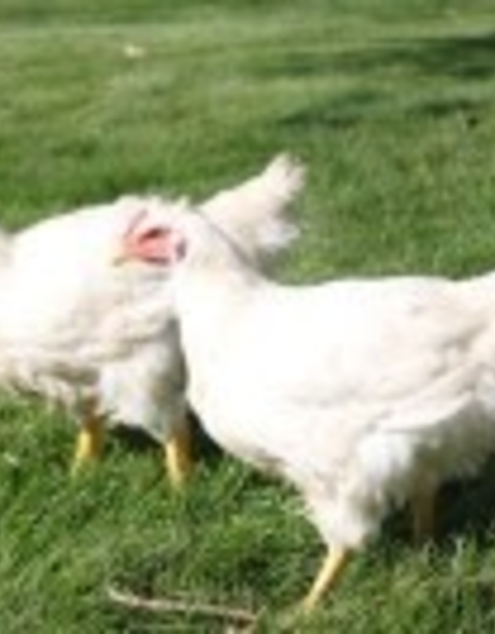 Dunlap Cornish Cross SR 5-01-26