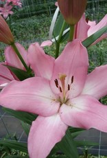 LA Hybrid Lily ALBUFEIRA Pink/White #1 pot