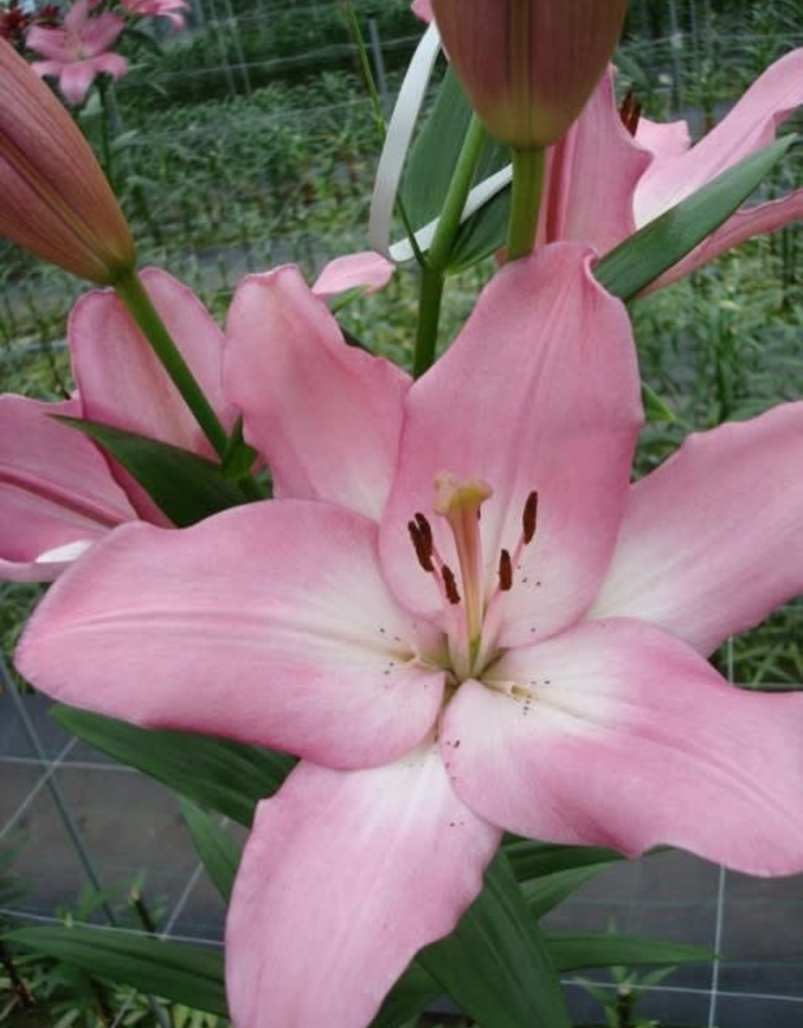LA Hybrid Lily ALBUFEIRA Pink/White #1 pot