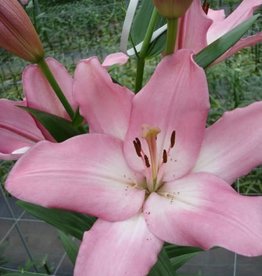 LA Hybrid Lily ALBUFEIRA Pink/White #1 pot