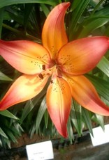 Zabo Lilium LA Hybrid Lily ROYAL SUNSET Pink/Yellow