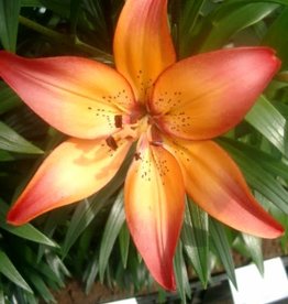 Zabo Lilium LA Hybrid Lily ROYAL SUNSET Pink/Yellow