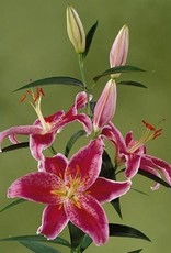 Zabo Lilium Oriental Lily STARGAZER #1