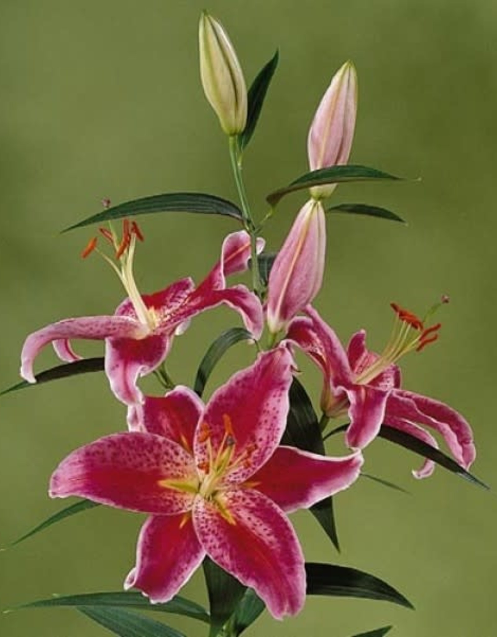 Zabo Lilium Oriental Lily STARGAZER #1