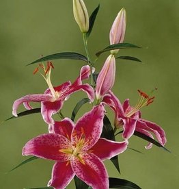 Zabo Lilium Oriental Lily STARGAZER #1
