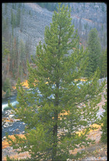 Bron and Sons Pinus contorta latifolia #2 Lodgepole Pine