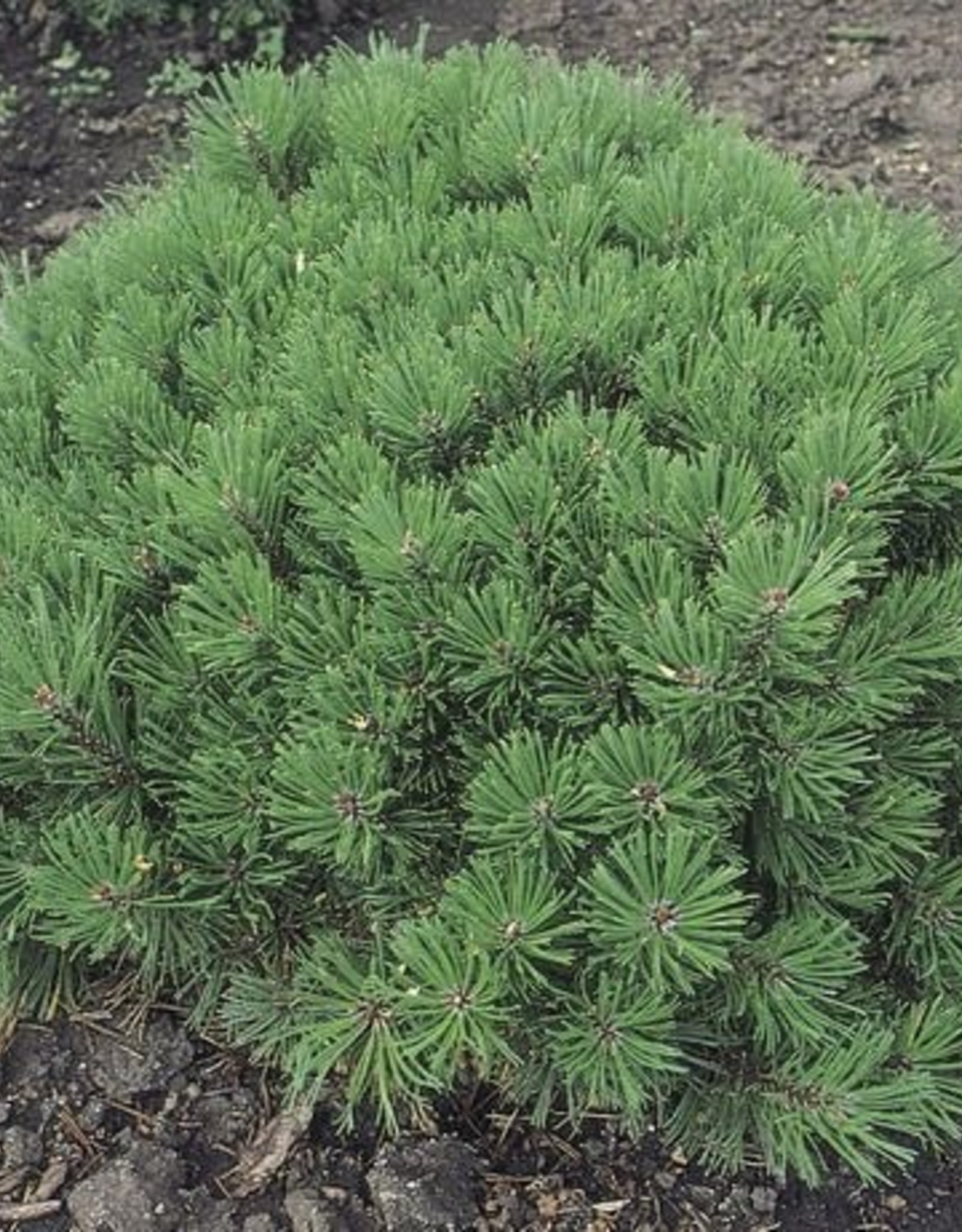 Bron and Sons Pinus mugo 'Pumilio' -Dwarf Mugo Pine  #5