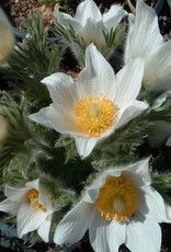 Bron and Sons Pulsatilla vulgaris alba #1 White Pasque Flower