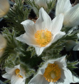 Bron and Sons Pulsatilla vulgaris alba #1 White Pasque Flower