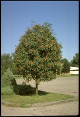 Bron and Sons Sorbus decora #15 Showy Mountain Ash