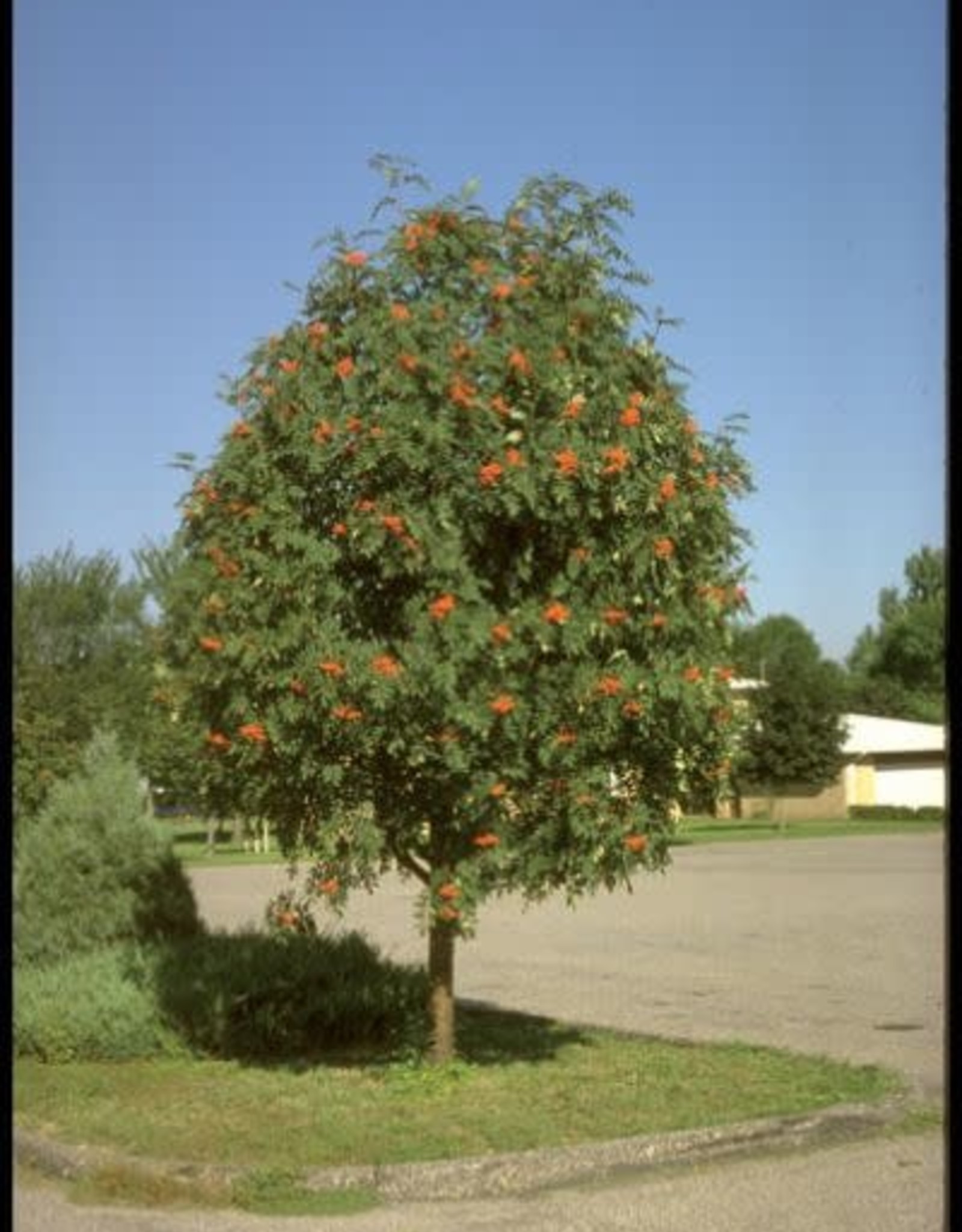 Bron and Sons Sorbus decora #15 Showy Mountain Ash