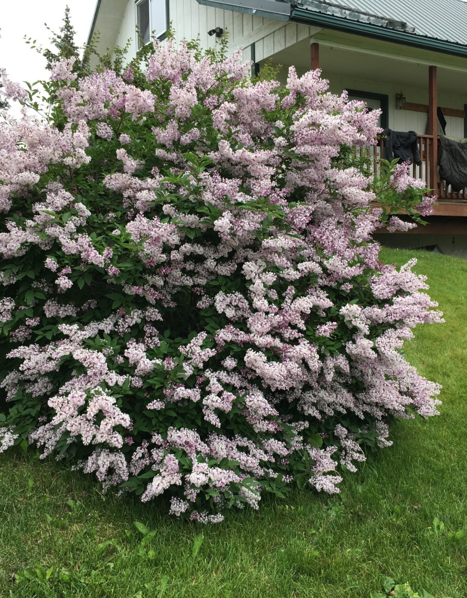 Bron and Sons Syringa patula 'Miss Kim' #10 Korean Lilac