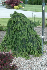 Bron and Sons Picea abies 'Pendula'-Weeping Norway Spruce  #10