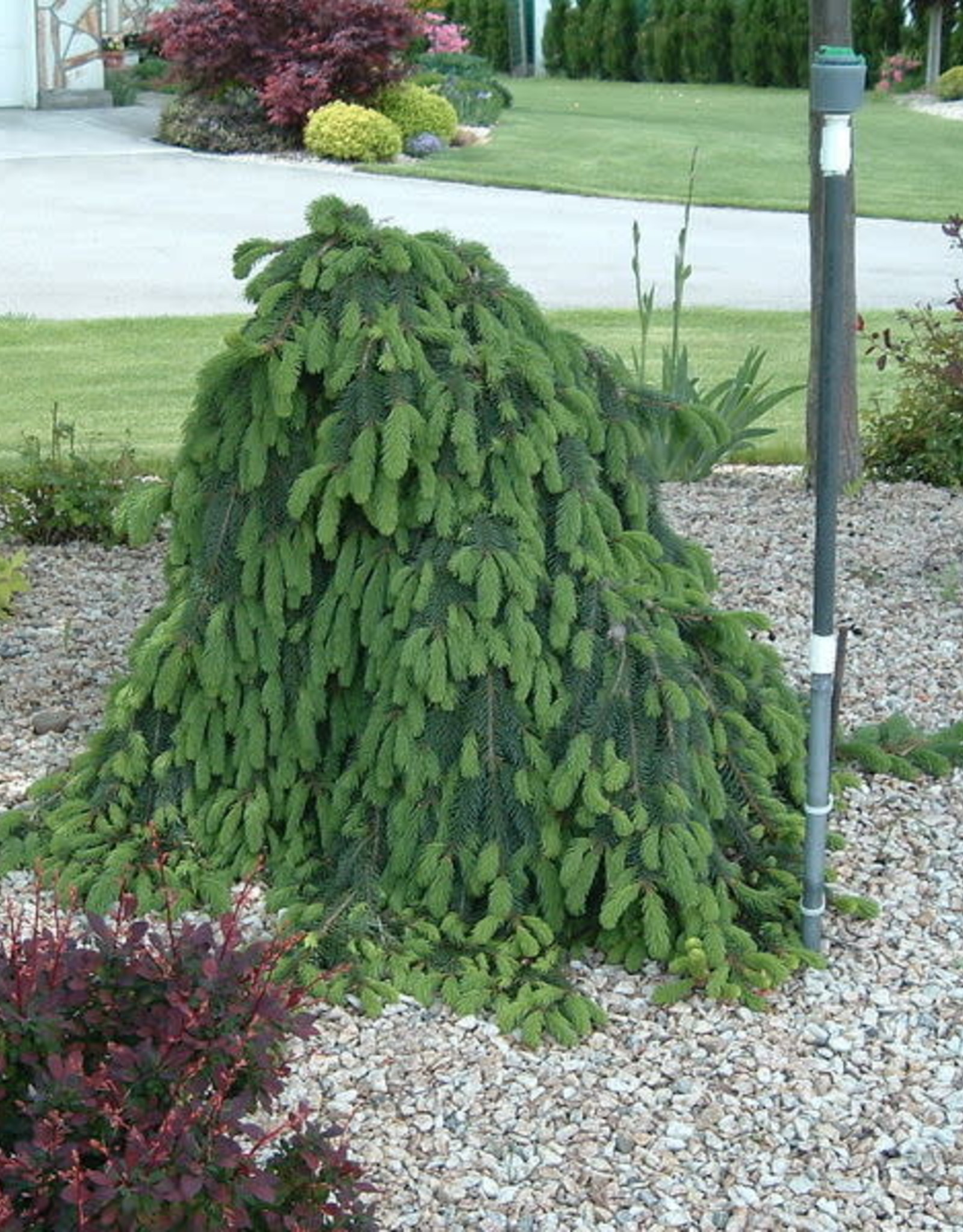Bron and Sons Picea abies 'Pendula'-Weeping Norway Spruce  #10