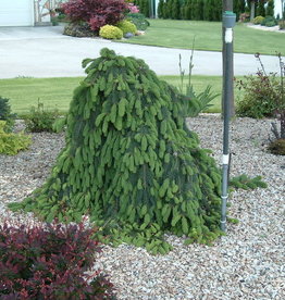 Bron and Sons Picea abies 'Pendula'-Weeping Norway Spruce  #10