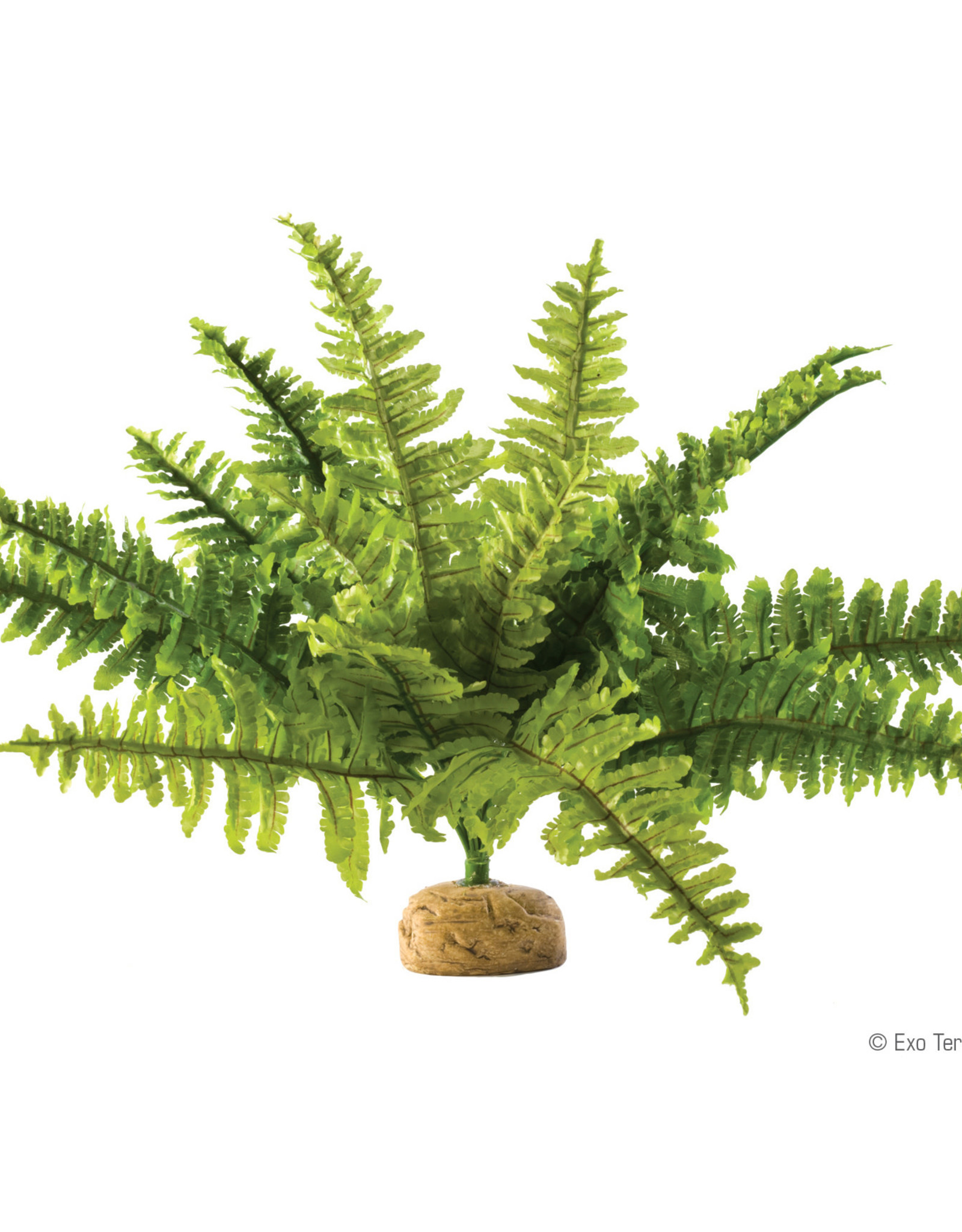 Hagen Exo Terra Boston Fern Terrarium Plant, Medium