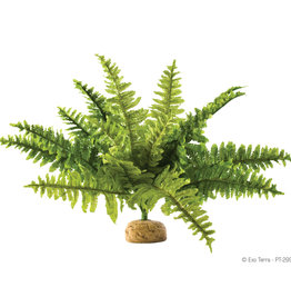 Hagen Exo Terra Boston Fern Terrarium Plant, Medium