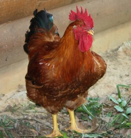 Freedom Ranger Freedom Ranger Meat Chicken C 5-23-25