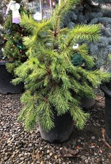 Sester Farms Pinus sylvestris - Scotch Pine #5 15-18 inches SF