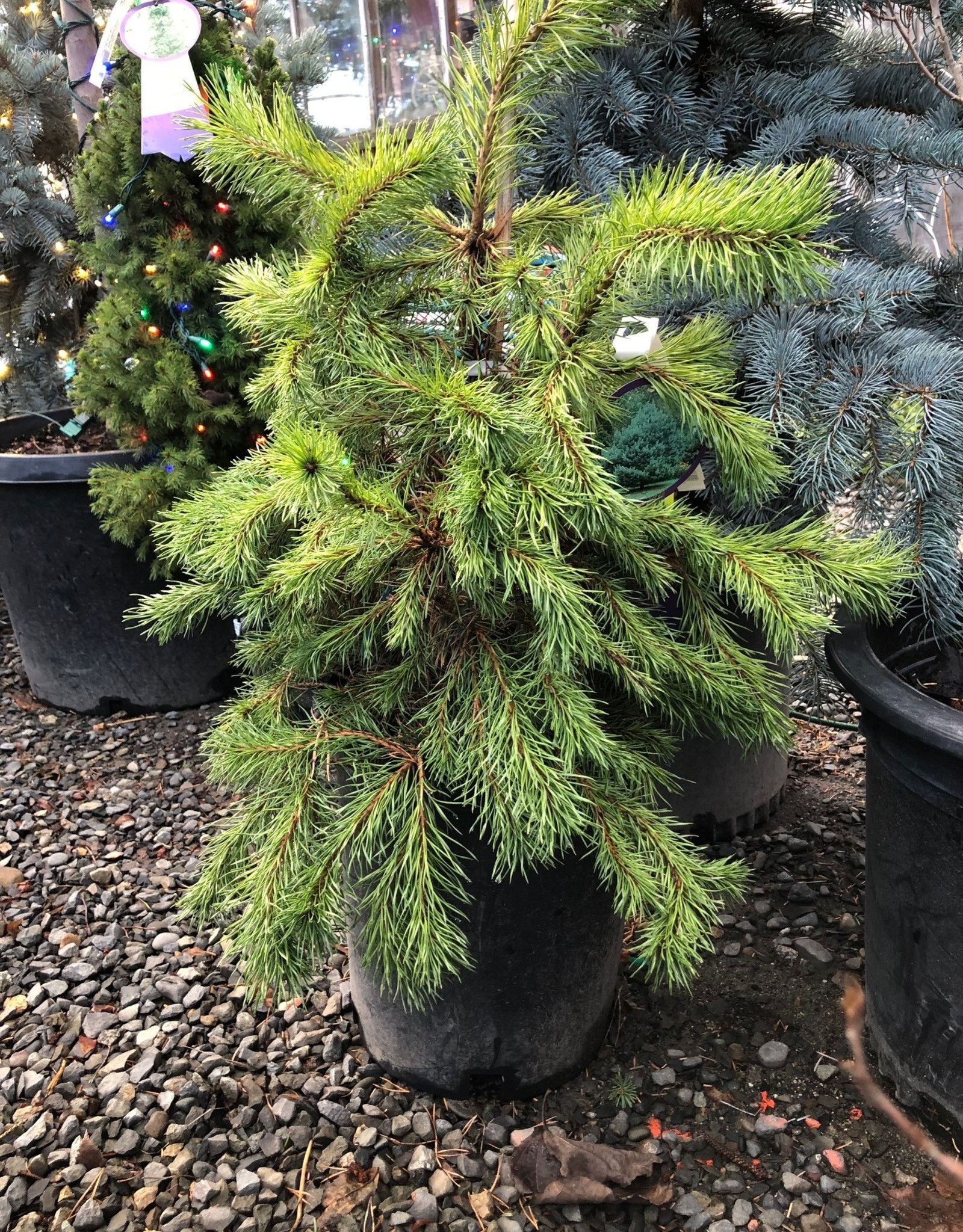 Sester Farms Pinus sylvestris - Scotch Pine #5 15-18 inches SF