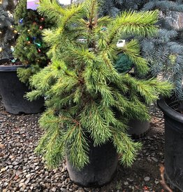 Sester Farms Pinus sylvestris - Scotch Pine #5 15-18 inches SF