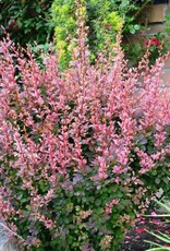 Berberis t. Rose Glow Barberry #5 Super Shrub