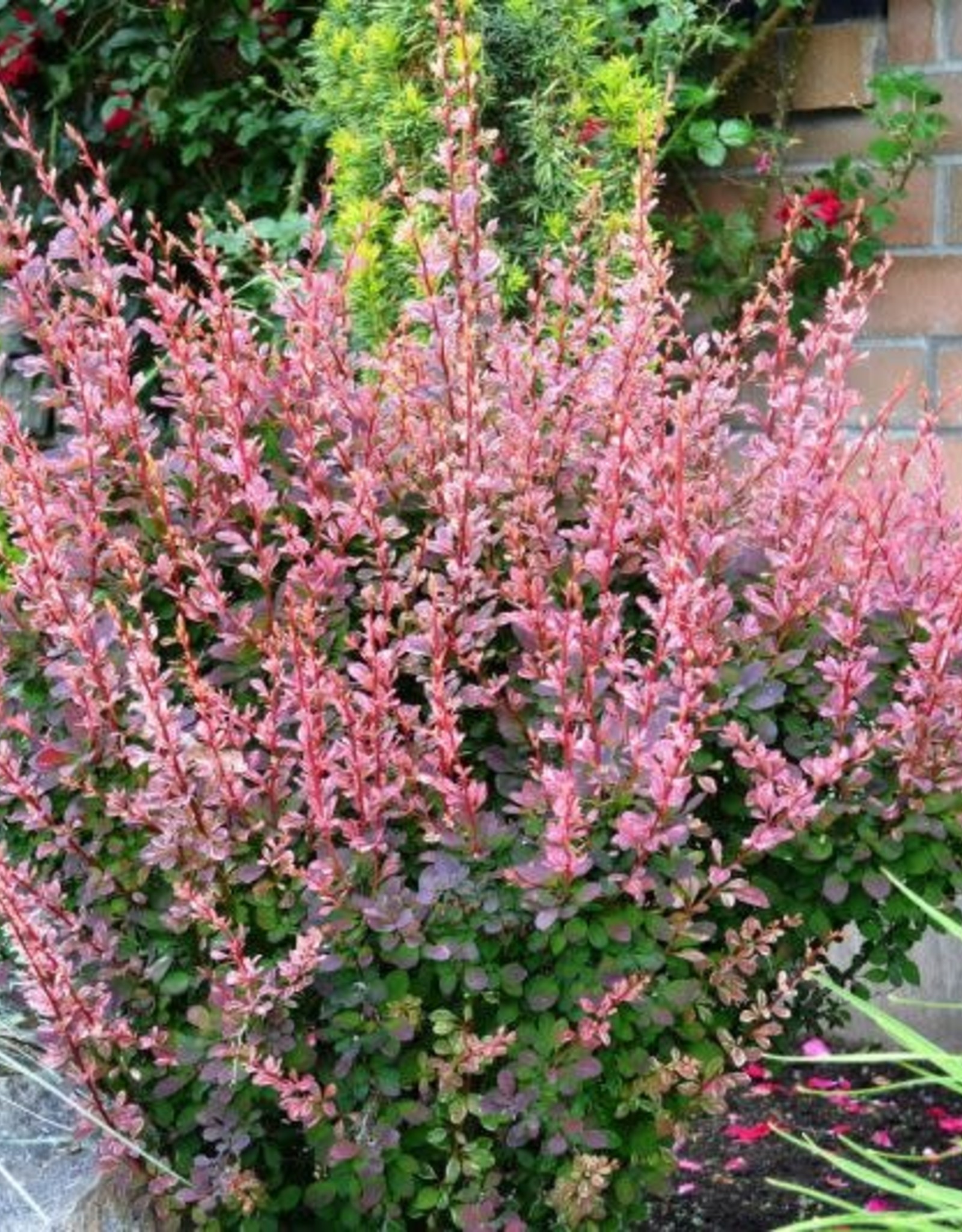 Berberis t. Rose Glow Barberry #5 Super Shrub