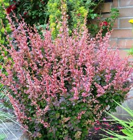 Berberis Rose Glow Barberry #5 Super Shrub