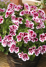 Esbenshades Greenhouses Pelargonium Candy Flowers® Bi-color 5.5 inch - Martha Washington Geranium