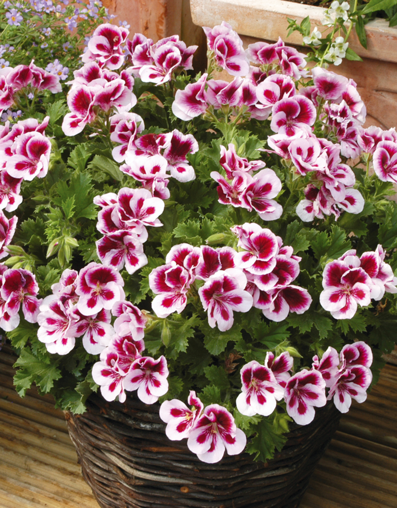 Esbenshades Greenhouses Pelargonium Candy Flowers® Bi-color 5.5 inch - Martha Washington Geranium