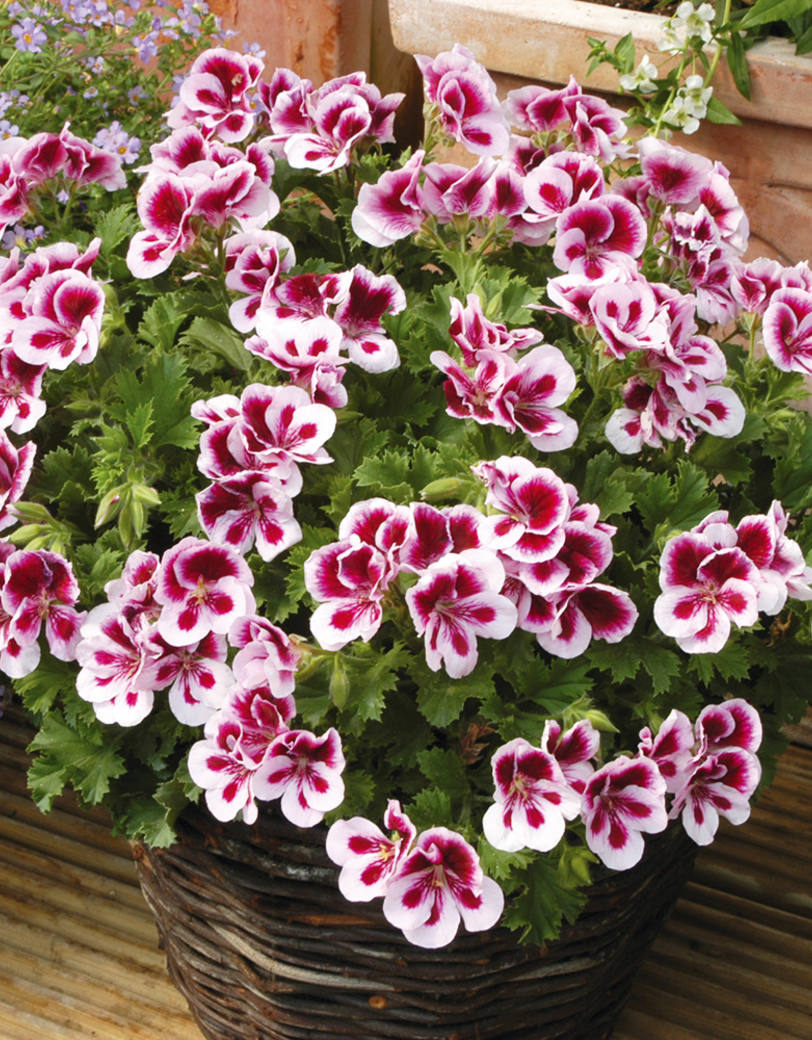 Pelargonium Candy Flowers® Bi-color 5.5 inch