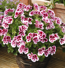 Esbenshades Greenhouses Pelargonium Candy Flowers® Bi-color 5.5 inch - Martha Washington Geranium