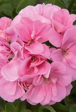Pelargonium IVY Royal™ Light Pink 5.5in