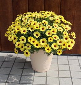 Fessler Argyranthemum GRANDAISY® Yellow 3.5 Marguerite Daisy