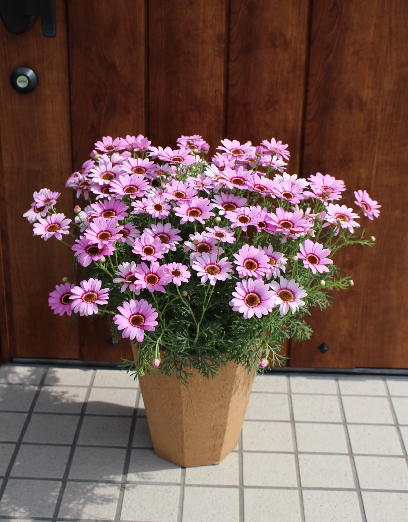 Fessler Argyranthemum GRANDAISY® Pink Halo 3.5 Marguerite Daisy