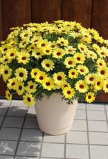 Fessler Argyranthemum GRANDAISY® Yellow 3.5 Marguerite Daisy
